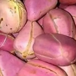 Kola nut (Obi,Obi Abata) (2)