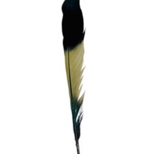 Agbe Feather