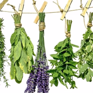 200 Odundun Leafs