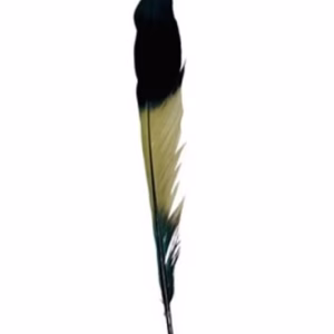 Agbe Feather