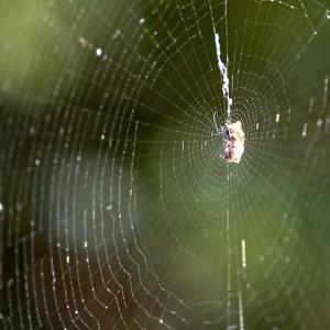Spider Cottonwood